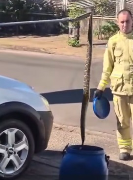 Cobra cascavel é resgatada de dentro de motor de carro em Cruzeiro do Oeste